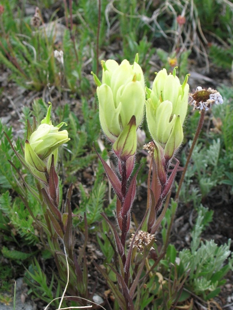 Castilleja occidentalis